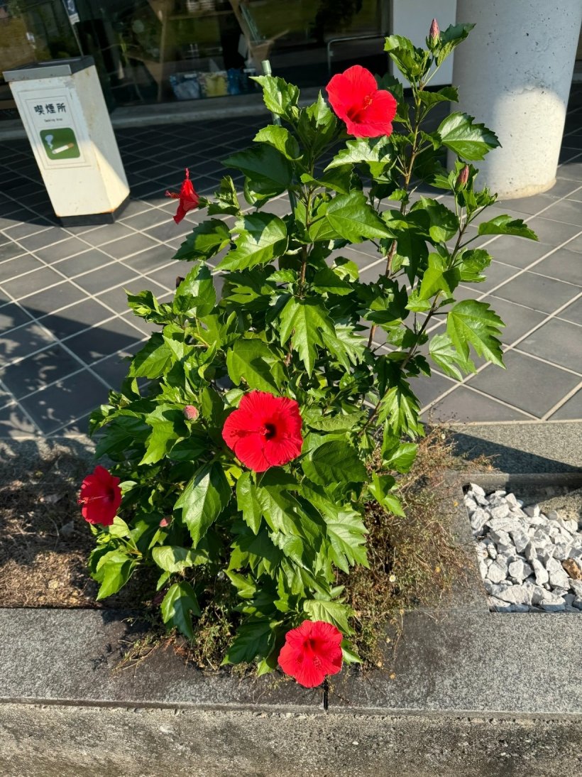 赤の花の咲いたハイビスカス